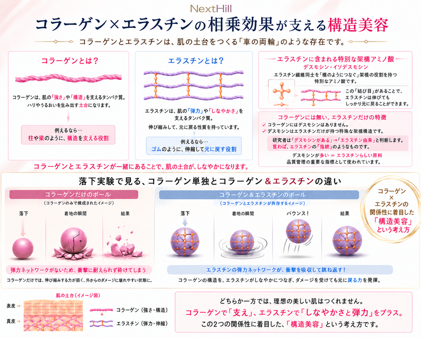 コラーゲンとエラスチンの役割の違いと組み合わせを示した図